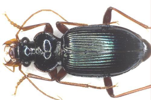 Réf. 350 616 : Leistus spinibarbis